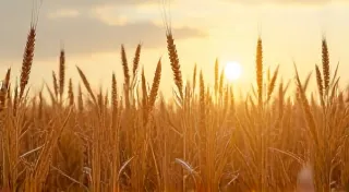 Iowa Postcards: Rolling Hills and Farm Life