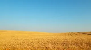 Kansas Postcards: Wheat Fields and Western Heritage